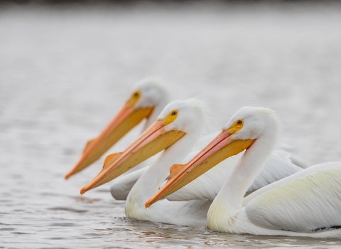 American White Pelican wading in the water courtesy of Mike Budd/USFWS.