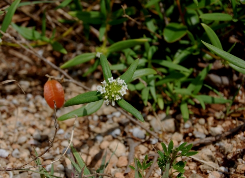 A small cluster flower made up of multiple smaller modified leaves that look like smaller flowerets, shown in the center with three elongated green leaves radiate away from the flower. Other vegetation rocks are visible in the background.