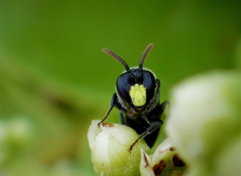 Male yellow-faced bee