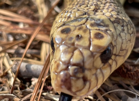 Mr. Snake, a Louisiana pinesnake that helps the U.S. Forest Service with education and outreach, lying in pine straw July 11, 2022.