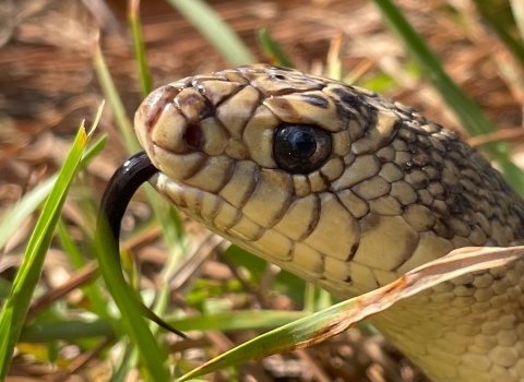 Mr. Snake, a Louisiana pinesnake that helps the U.S. Forest Service with education and outreach, smells with his tounge July 11, 2022.