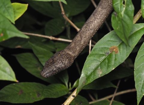a brown snake in foliage