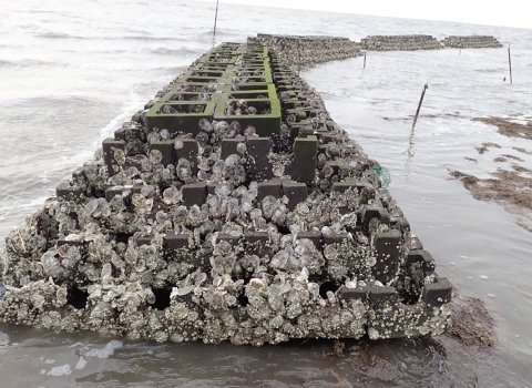 Oysters cling to stacked blockades that resemble stairs. The structure sits above the sea water.