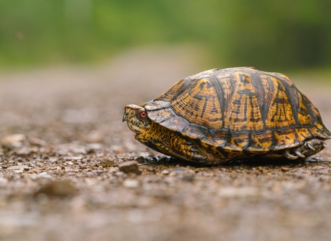 a turtle tucked into its shell on a forest path