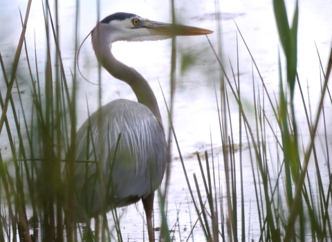 Through tall grass, a great blue heron stands beside the water, looking around and listening for the photographer who is taking his picture.