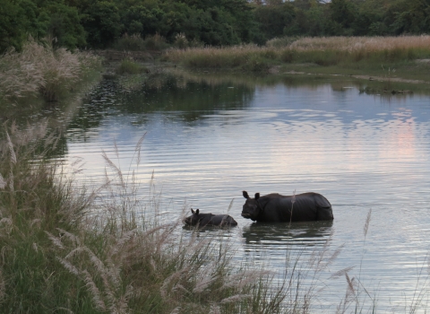 An Indian one-horned rhinoceros with calf wades through a body of water towards the grass-covered shoreline