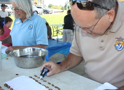 USFWS employee dabs superglue on freshwater mussels