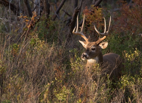 White-tailed buck feeds in thicket