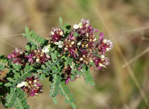 Bee on a branch full of purple and white flowers. Sparse green leaves radiate from the branch. Brown and beige background surrounds the branch.