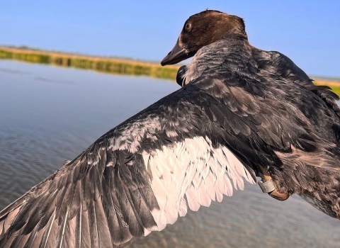 a female goldeneye is held over the water with her wing expanded