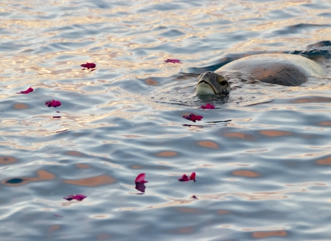 A large turtle swims with it's head and back above the water. Floating around it is pink flower petals.