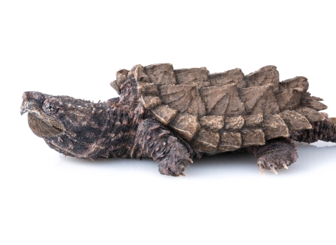 Full shot of an alligator snapping turtle on white background