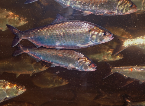 several shiny, silver fish underwater