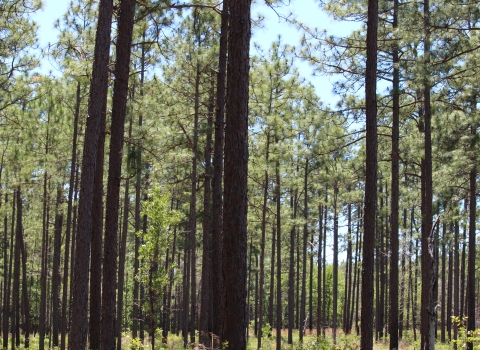 A dense stand of dozens of tall, slender longleaf pine trees
