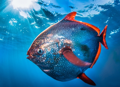 a round polka dotted fish with red fins