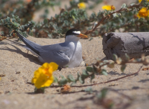 An adult California least tern sits on its nest at a beach