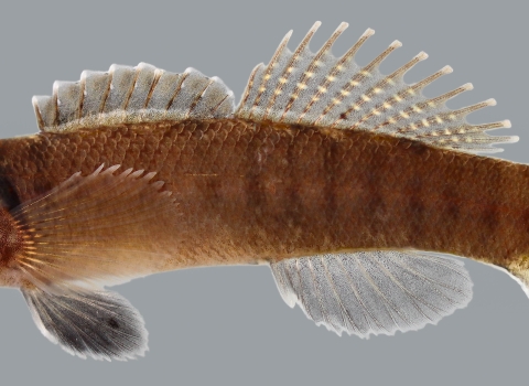 a close up photo of the relict darter