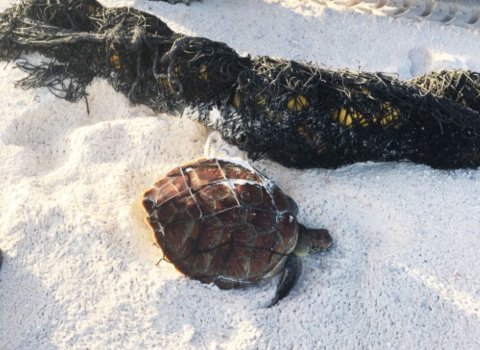 A sea turtle sits in the sand next to a net