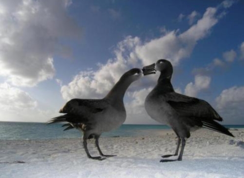 Two black-footed albatross stand along a beach. The sand is white with a blue sky and aqua ocean lay in the backdrop.
