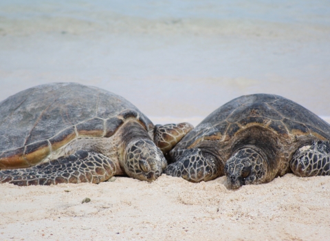 Endangered green sea turtles bask on a beach next to each other.