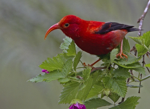 An ʻiʻiwi stands on a branch. It has bright red feathers with black wings. Its long, curved beak is open. 