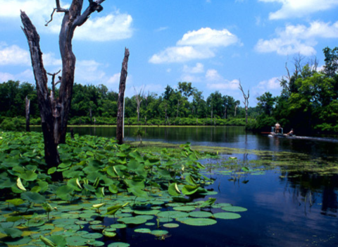Lily pads grow on the surface of a body of water. The sky is a bright blue color. A boat can be seen in the back right side of the picture.