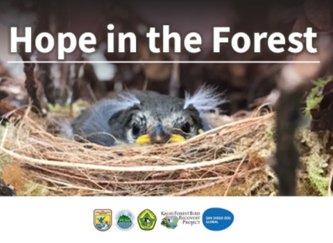 ʻAkikiki chick peaks out from a nest. 