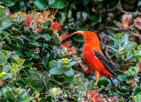An ʻiʻiwi stands on a branch. It has bright red feathers with black wings. Its long, curved beak is open. 