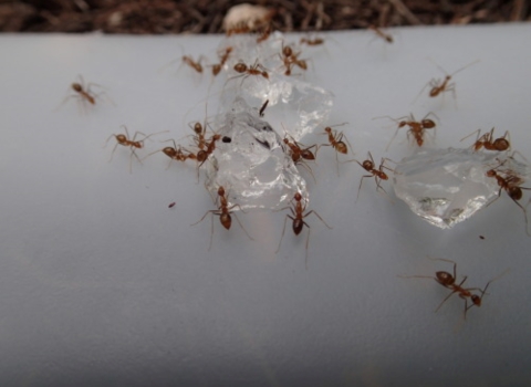 Yellow crazy ants taking the bait