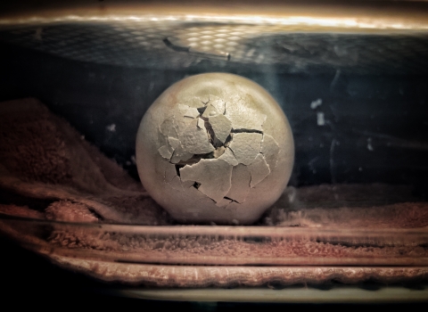 A large grayish white egg begins to crack as the hatchling is ready to emerge