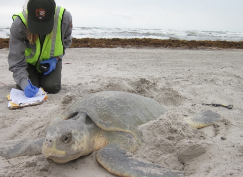 A National Park Service biologist studies a nesting Kemp's ridley sea turtle and records data.