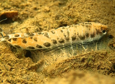 Photo of a mussel mimicking a minnow, luring a bass close enough to take a bite so baby mussels can attach to the fish's gills for a ride upstream.