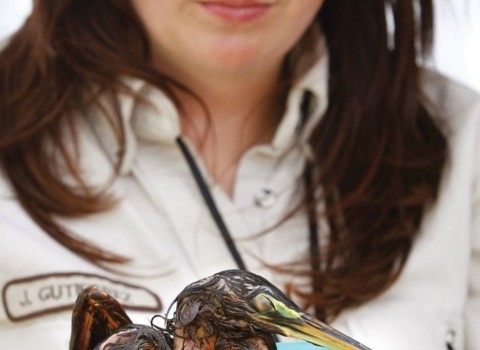 Juliette Fernandez looks down at her hands with concern as she holds a small gannet covered in oil. This bird was injured due to the Deepwater Horizon Oil Spill.
