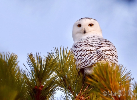Image of snowy owl in pine