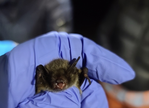 a bat in a gloved hand