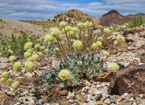 Tiehms buckwheat Patrick Donnelly Center for Biological Diversity