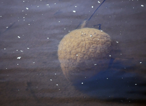 A round spongy-looking blob is seen in a pond
