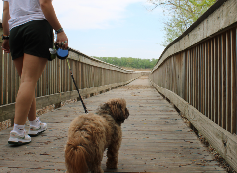 An adult and their leashed dog walk on a wooden boardwalk.