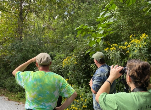 3 people looking up into the tree tops with binoculars