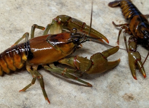 Spring River Crayfish