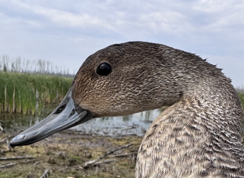 close up of a male northern pintail head