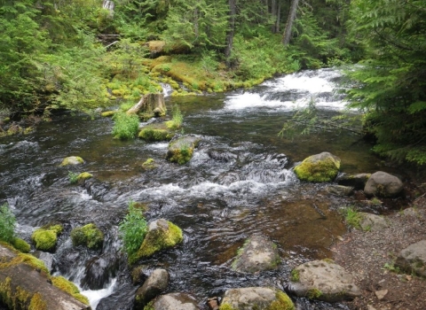 a stream flowing through a forest