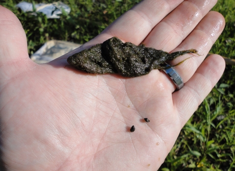 Biologist holds armored snails