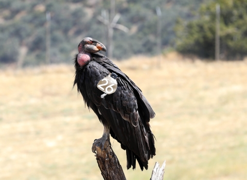 California condor with wing tag number 26 is perched atop a dead tree branch.
