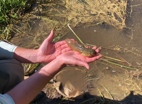 A Washoe Environmental Protection Department member kneels as they cradle a bullfrog tadpole in the palm of their hands. 