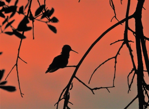 A silhouette of a ruby-throated hummingbird