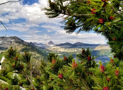 A sprawling valley with large snow capped mountains in the background. Framing the photo is the blooming branches of a whitebark pine tree.