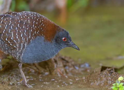 A blue and tan bird.