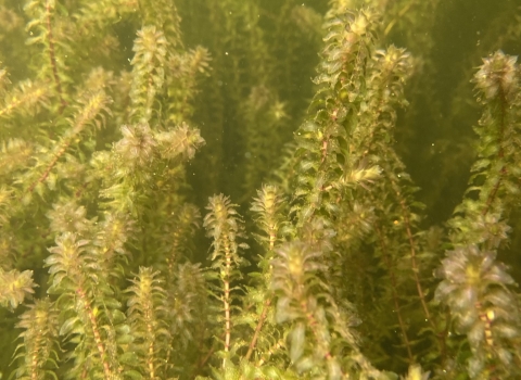 Dense mat of invasive Elodea viewed underwater in Big Lake, Alaska.