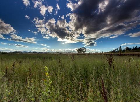 View of a green field under a blue sky with some clouds.
